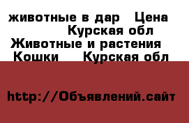 животные в дар › Цена ­ 00-00 - Курская обл. Животные и растения » Кошки   . Курская обл.